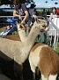 Ghinni-alpacas 025